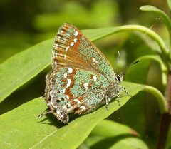 Callophrys hesseli by (c) Nick Block, some rights reserved (CC BY), uploaded by Nick Block. Used under a CC-BY license.