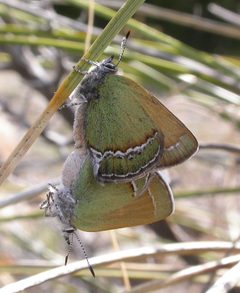 Callophrys mcfarlandi by (c) Nick Block, some rights reserved (CC BY), uploaded by Nick Block. Used under a CC-BY license.