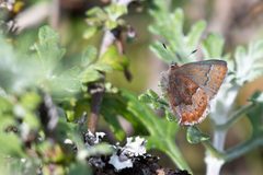 Callophrys mossii bayensis by (c) Rajan Rao, some rights reserved (CC BY), uploaded by Rajan Rao. Used under a CC-BY license.