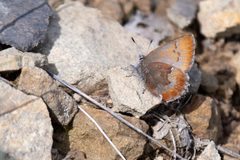 Callophrys mossii bayensis by (c) Rajan Rao, some rights reserved (CC BY), uploaded by Rajan Rao. Used under a CC-BY license.