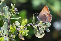 Callophrys mossii bayensis by (c) Rajan Rao, some rights reserved (CC BY), uploaded by Rajan Rao. Used under a CC-BY license.
