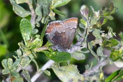 Callophrys mossii bayensis by (c) Rajan Rao, some rights reserved (CC BY), uploaded by Rajan Rao. Used under a CC-BY license.