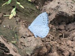 Celastrina echo cinerea by no rights reserved, uploaded by Robbie Hannawacker. Used under a CC0 license.