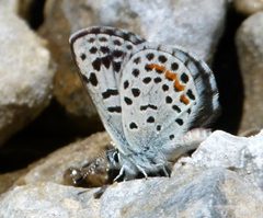 Euphilotes ancilla by (c) Pacific Southwest Region U.S. Fish and Wildlife Service, some rights reserved (CC BY). Used under a CC-BY license.