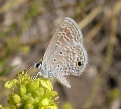 Hemiargus ceraunus by (c) Nick Block, some rights reserved (CC BY), uploaded by Nick Block. Used under a CC-BY license.