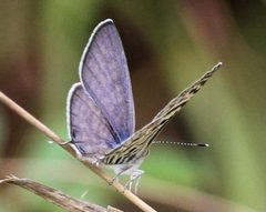 Leptotes by (c) Wynand Uys, some rights reserved (CC BY), uploaded by Wynand Uys. Used under a CC-BY license.