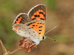 Lycaena by (c) Judy Gallagher, some rights reserved (CC BY). Used under a CC-BY license.