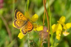 Lycaena by (c) Jon Sullivan, some rights reserved (CC BY). Used under a CC-BY license.