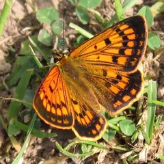 Lycaena by (c) Jon Sullivan, some rights reserved (CC BY). Used under a CC-BY license.