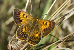 Lycaena by (c) Jon Sullivan, some rights reserved (CC BY). Used under a CC-BY license.