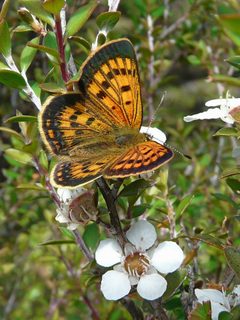 Lycaena by (c) 4Crewe, some rights reserved (CC BY), uploaded by 4Crewe. Used under a CC-BY license.