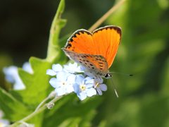 Lycaena by (c) Ani Sarkisyan, some rights reserved (CC BY), uploaded by Ani Sarkisyan. Used under a CC-BY license.