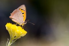 Lycaena phlaeas by (c) Bart, some rights reserved (CC BY), uploaded by Bart. Used under a CC-BY license.