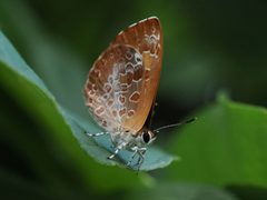 Feniseca tarquinius by (c) Ken-ichi Ueda, some rights reserved (CC BY), uploaded by Ken-ichi Ueda. Used under a CC-BY license.