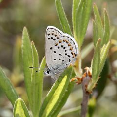 Plebejus idas empetri by (c) Laura Gaudette, some rights reserved (CC BY), uploaded by Laura Gaudette. Used under a CC-BY license.