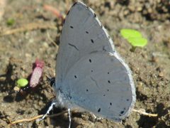 Celastrina by (c) SteveM4560, some rights reserved (CC BY), uploaded by SteveM4560. Used under a CC-BY license.