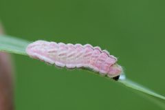 Glaucopsyche lygdamus by (c) Owen Strickland, some rights reserved (CC BY), uploaded by Owen Strickland. Used under a CC-BY license.