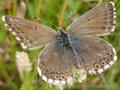 Polyommatus by (c) Sarah, some rights reserved (CC BY). Used under a CC-BY license.