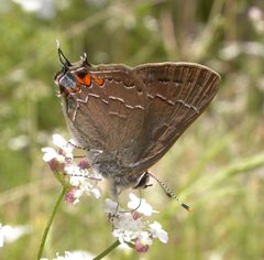 Satyrium favonius autolycus by (c) Nick Block, some rights reserved (CC BY), uploaded by Nick Block. Used under a CC-BY license.