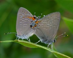 Satyrium kingi by (c) Roger Rittmaster, some rights reserved (CC BY), uploaded by Roger Rittmaster. Used under a CC-BY license.