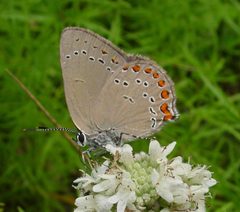 Satyrium titus by (c) pondhawk, some rights reserved (CC BY). Used under a CC-BY license.