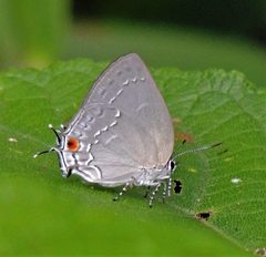 Strephonota tephraeus by no rights reserved, uploaded by Hugo Hulsberg. Used under a CC0 license.