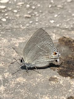 Strephonota tephraeus by (c) Line Juul Nielsen, some rights reserved (CC BY), uploaded by Line Juul Nielsen. Used under a CC-BY license.