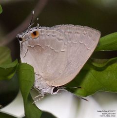 Strephonota tephraeus by (c) John Rosford, some rights reserved (CC BY), uploaded by John Rosford. Used under a CC-BY license.
