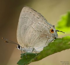 Strephonota tephraeus by (c) John Rosford, some rights reserved (CC BY), uploaded by John Rosford. Used under a CC-BY license.