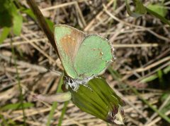 Callophrys affinis by (c) Nick Block, some rights reserved (CC BY), uploaded by Nick Block. Used under a CC-BY license.