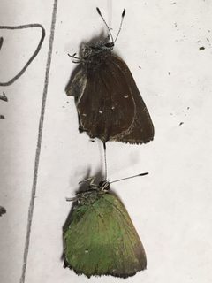 Callophrys dumetorum by (c) Pinnacles National Park, some rights reserved (CC BY), uploaded by Pinnacles National Park. Used under a CC-BY license.
