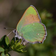 Callophrys dumetorum by (c) Ken-ichi Ueda, some rights reserved (CC BY), uploaded by Ken-ichi Ueda. Used under a CC-BY license.