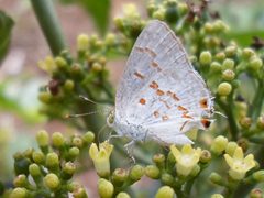 Ministrymon clytie by (c) Julio Cesar Chavez Barrera, some rights reserved (CC BY), uploaded by Julio Cesar Chavez Barrera. Used under a CC-BY license.