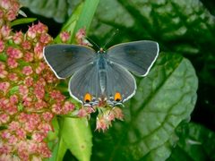 Strymon melinus by (c) Michael J. Papay, some rights reserved (CC BY), uploaded by Michael J. Papay. Used under a CC-BY license.