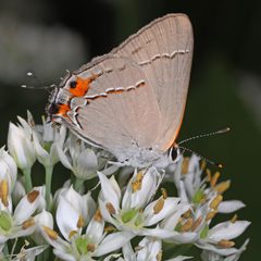 Strymon melinus by (c) Judy Gallagher, some rights reserved (CC BY). Used under a CC-BY license.