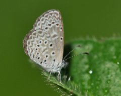 Zizula cyna by (c) Roger Rittmaster, some rights reserved (CC BY), uploaded by Roger Rittmaster. Used under a CC-BY license.