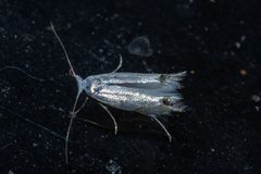 Leucoptera by no rights reserved, uploaded by Carey_Knox_Southern_Scales. Used under a CC0 license.