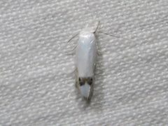 Proleucoptera smilaciella by (c) Dan MacNeal, some rights reserved (CC BY), uploaded by Dan MacNeal. Used under a CC-BY license.