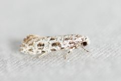 Diachorisia velatella by (c) Owen Strickland, some rights reserved (CC BY), uploaded by Owen Strickland. Used under a CC-BY license.