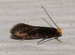 Doleromorpha porphyria by (c) Nick Block, some rights reserved (CC BY), uploaded by Nick Block. Used under a CC-BY license.