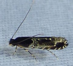 Homosetia argentinotella by no rights reserved, uploaded by kcthetc1. Used under a CC0 license.