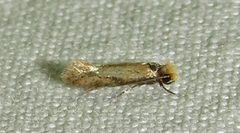 Homostinea curviliniella by (c) David Dodd, some rights reserved (CC BY), uploaded by David Dodd. Used under a CC-BY license.