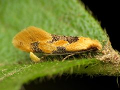 Hybroma by (c) Katja Schulz, some rights reserved (CC BY). Used under a CC-BY license.