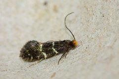 Meessiidae by (c) Owen Strickland, some rights reserved (CC BY), uploaded by Owen Strickland. Used under a CC-BY license.