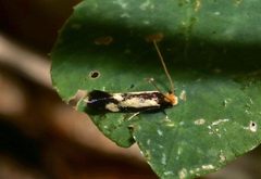 Isocorypha mediostriatella by (c) Laura Gaudette, some rights reserved (CC BY), uploaded by Laura Gaudette. Used under a CC-BY license.