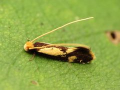 Isocorypha mediostriatella by (c) Katja Schulz, some rights reserved (CC BY), uploaded by Katja Schulz. Used under a CC-BY license.