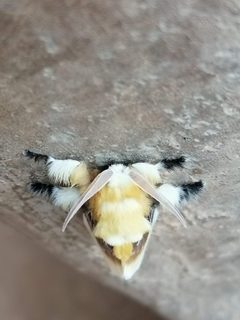 Megalopyge opercularis bissesa by no rights reserved, uploaded by Sinaloa Silvestre. Used under a CC0 license.