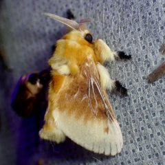 Megalopyge opercularis bissesa by (c) Sue Carnahan, some rights reserved (CC BY), uploaded by Sue Carnahan. Used under a CC-BY license.