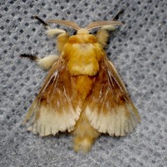 Megalopyge opercularis bissesa by (c) Sue Carnahan, some rights reserved (CC BY), uploaded by Sue Carnahan. Used under a CC-BY license.