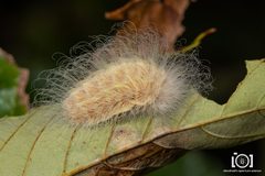 Megalopyge pyxidifera by no rights reserved, uploaded by Lyn Roueche. Used under a CC0 license.